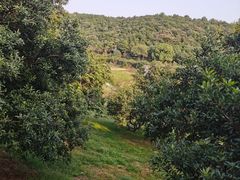 -龙寺生态园