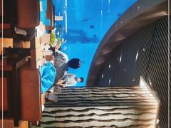-海棠湾洲际-涛·海底餐厅·美人鱼·自助餐·海底隧道
