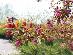 -永定河休闲森林公园