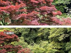 -十里琅珰