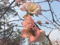 -秀丽东方