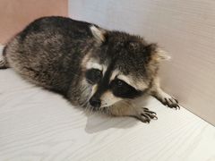 -浣熊柯尔鸭土拨鼠·电玩咖