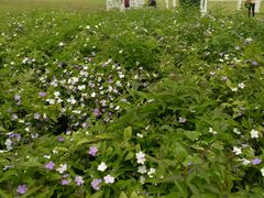-松山湖梦幻百花洲