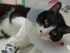 -西安京西宠物医院·瘫痪·疑难杂症