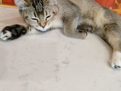 -共舞时光猫咖·狗咖(新街口店)