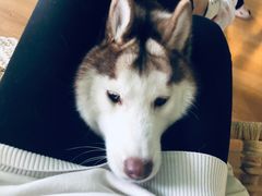 -Husky Go! 哈士奇体验馆·宠物咖啡厅狗咖