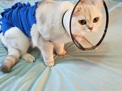 -伟伟宠物医院·CT影像中心·瑞派犬猫综合性门诊(汉口总院)