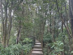 -深圳仙湖植物园