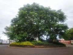 -东寨港红树林旅游区