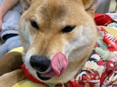 -逗柴咖啡屋·狗咖猫咖宠物桌游