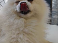 -怪兽屋·羊驼·猫咖·狗咖(俊华广场店)