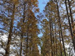 -上海长兴岛郊野公园