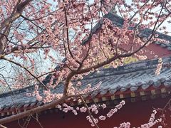 -桃花堤公园