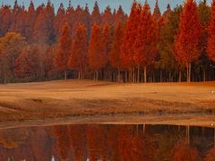 -黄海国家森林公园