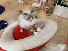 -Bastet sally猫舍购宠(静安店)