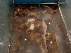-食嗨汇海鲜烤肉自助餐厅(印象济南店)