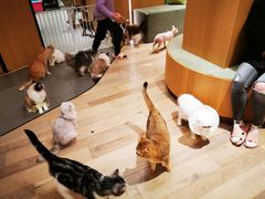 -CAT’S MEWSTAR CAFE·喵星球猫屋(晴湾咖啡店)
