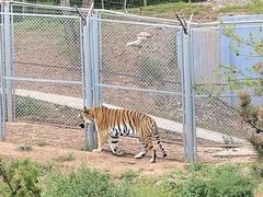 -青藏高原野生动物园