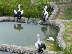 -新加坡飞禽公园