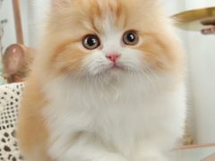 -钦宠·猫咪售卖·洗护·寄养(东圃旗舰店)