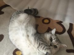 -米苏动物医院·犬猫专科·骨科外科内窥镜