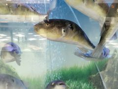 -肆月河豚·新淮扬(金融街店)