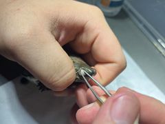 -爱侣宠医·鹦鹉专科·小型哺乳类·异宠专科(灵石路店)