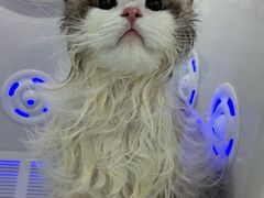 -爱洗澡的猫(天河路店)