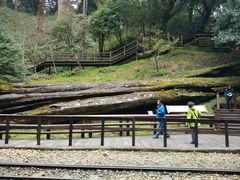 -阿里山神木遗迹