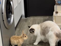 -酷以爬仙阁实体爬宠店·守宫·蜥蜴·专业繁育