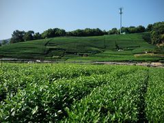 -龙坞茶村