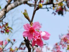 -东莞植物园