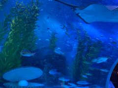 -芜湖新华联大白鲸海洋公园