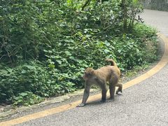 -黔灵山公园