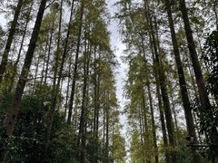 -东平国家森林公园