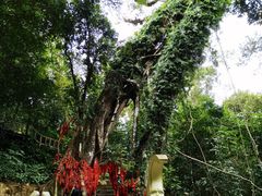 -七仙岭温泉国家森林公园