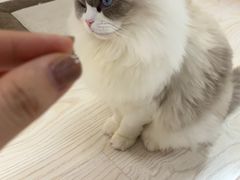-猫和宫(六道口店)