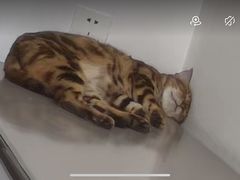 -瑞鹏宠物医院·骨外科·心肾科·肿瘤科(九亭店)