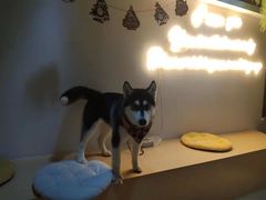 -Husky Go! 哈士奇体验馆·宠物咖啡厅狗咖