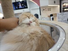 -喵园·猫主题咖啡厅·撸猫·猫咖(国贸店)