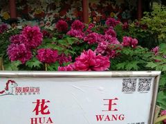 android_upload_pic-神州牡丹园