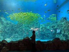-芜湖新华联大白鲸海洋公园
