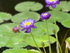 -国家植物园南园