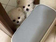 -多乐狗狗宠物训练工作室