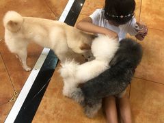 -more than meow吴止猫主题餐厅(承德 中船汇店)