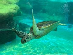 -海合安成都极地海洋公园