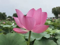 -白洋淀景区