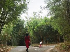 景点-广东茂名森林公园