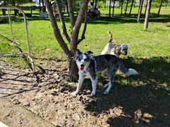 -爪吧宠物乐园 (温榆河示范区店)