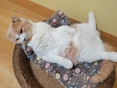 -Meowの猫咖(万家丽店)